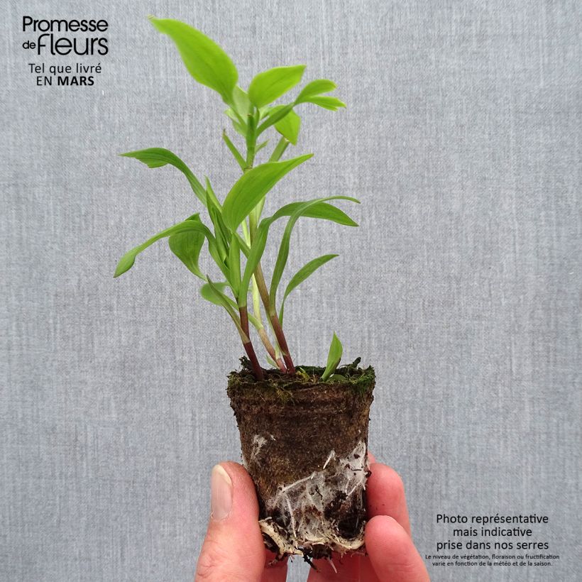 Example of Alstroemeria Summer Paradise Summer Pepper - Incalelie Wortelkluit van 4 cm x 4,5 cm as you get in printemps