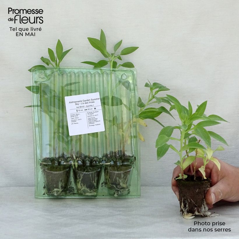 Example of Alstroemeria Garden Summer Sky - Incalelie Wortelkluit van 4 cm x 4,5 cm as you get in printemps