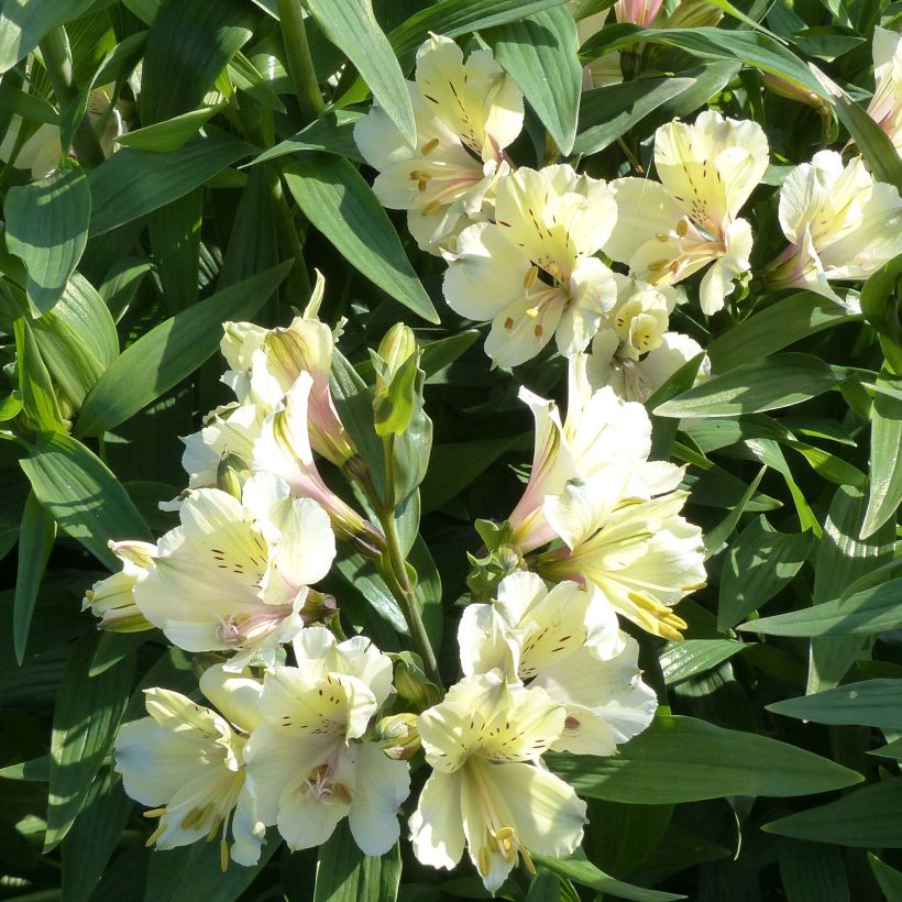 Alstroemeria Garden Summer Snow - Incalelie (Bloei)