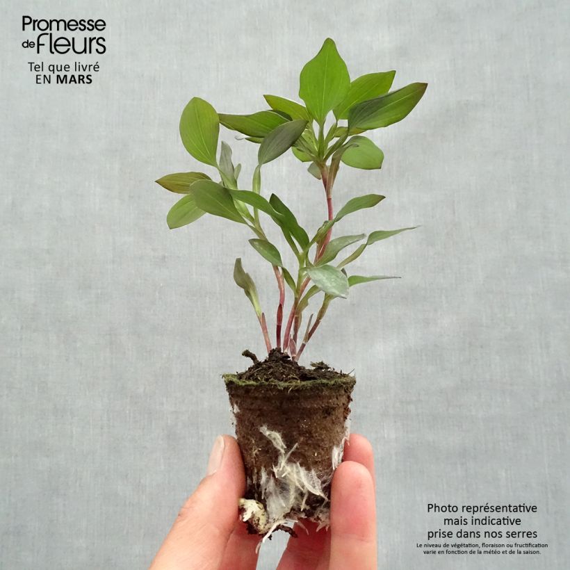 Exemplaar van Alstroemeria Indian Summer - Incalelie Wortelkluit van 4 cm x 4,5 cm zoals geleverd in de lente