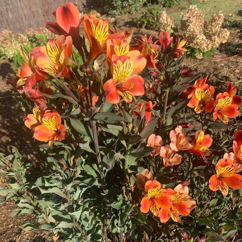 Alstroemeria Indian Summer - Incalelie (Groeiplaats)
