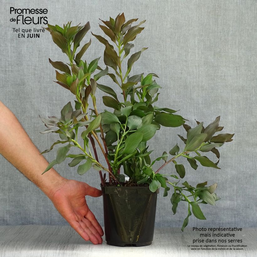 Exemplaar van Alstroemeria Indian Summer - Incalelie Pot van 2 l/3 l zoals geleverd in de zomer