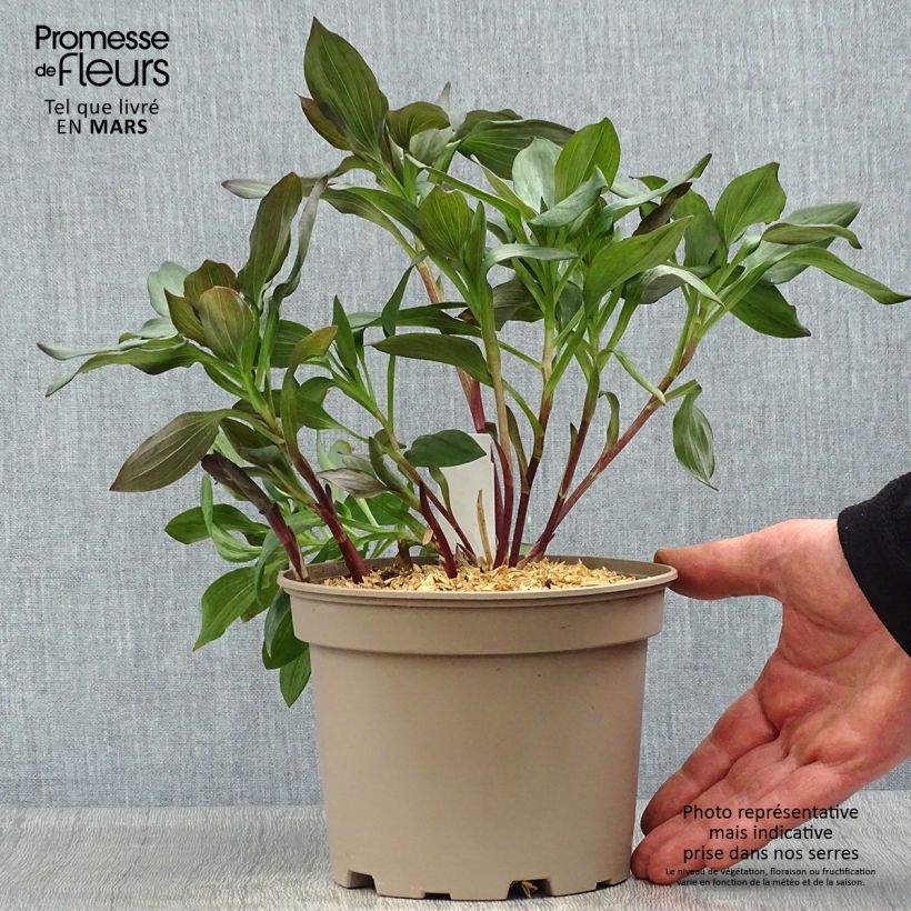 Exemplaar van Alstroemeria Indian Summer - Incalelie Pot van 2 l/3 l zoals geleverd in de lente