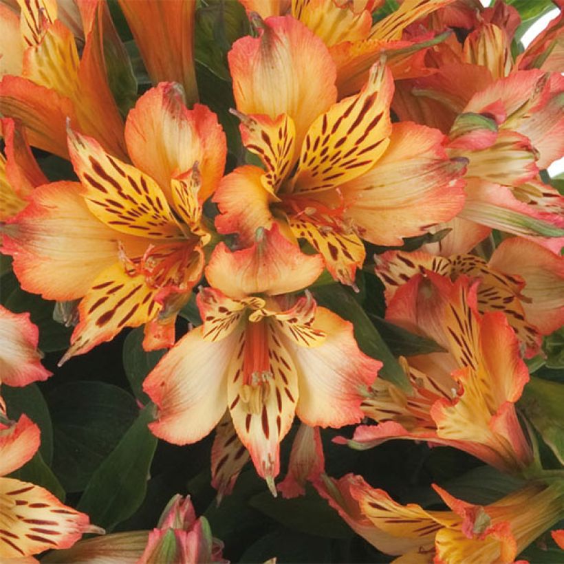 Alstroemeria Inticancha Bryce - Incalelie (Flowering)