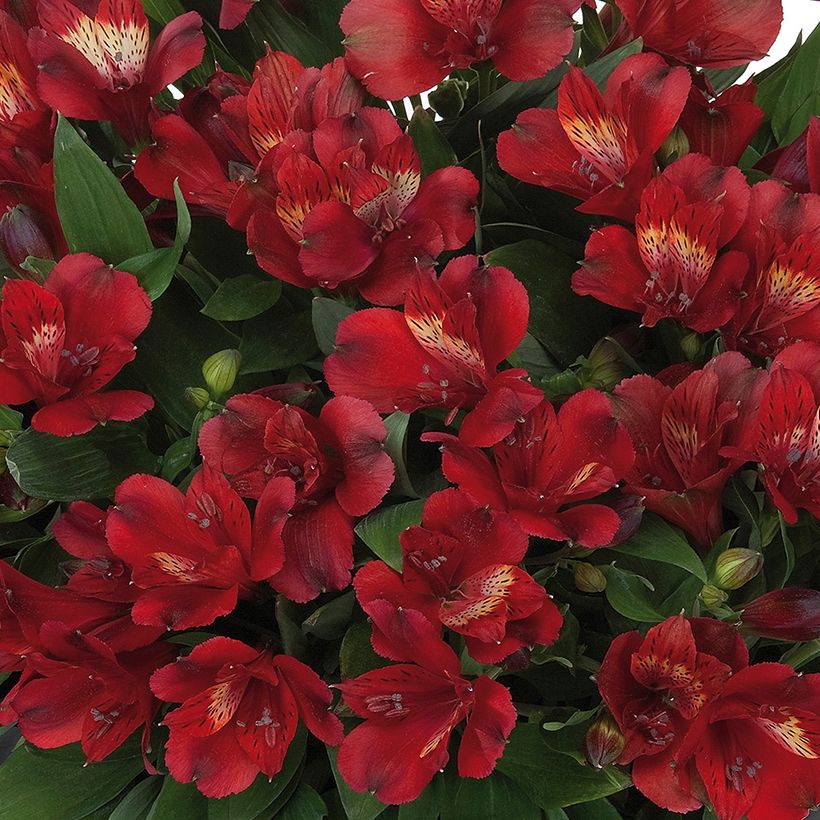 Alstroemeria Inticancha Doba - Incalelie (Bloei)