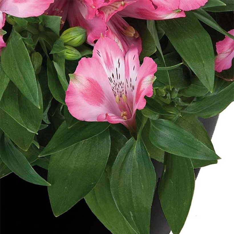 Alstroemeria Inticancha Imala - Incalelie (Blad)