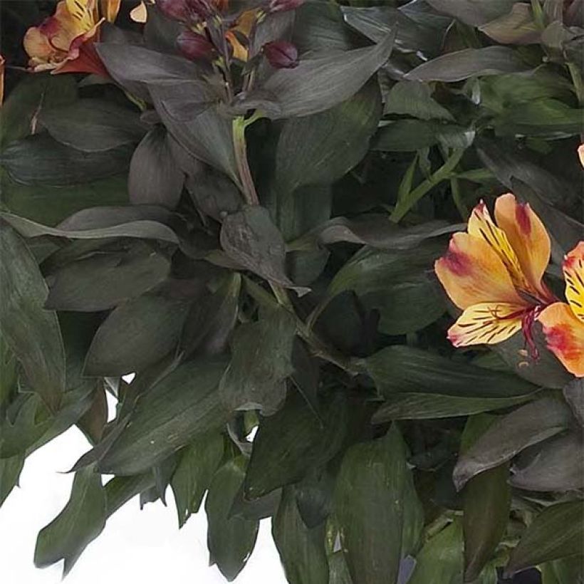 Alstroemeria Indian Summer - Incalelie (Blad)