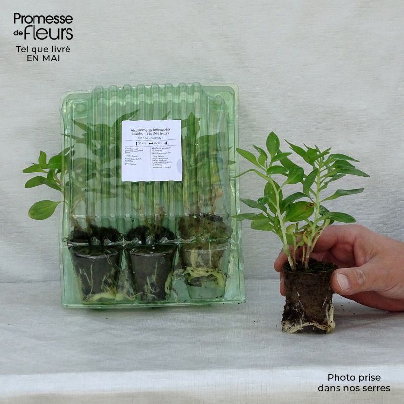 Example of Alstroemeria Inticancha Machu - Incalelie Wortelkluit van 4 cm x 4,5 cm as you get in printemps
