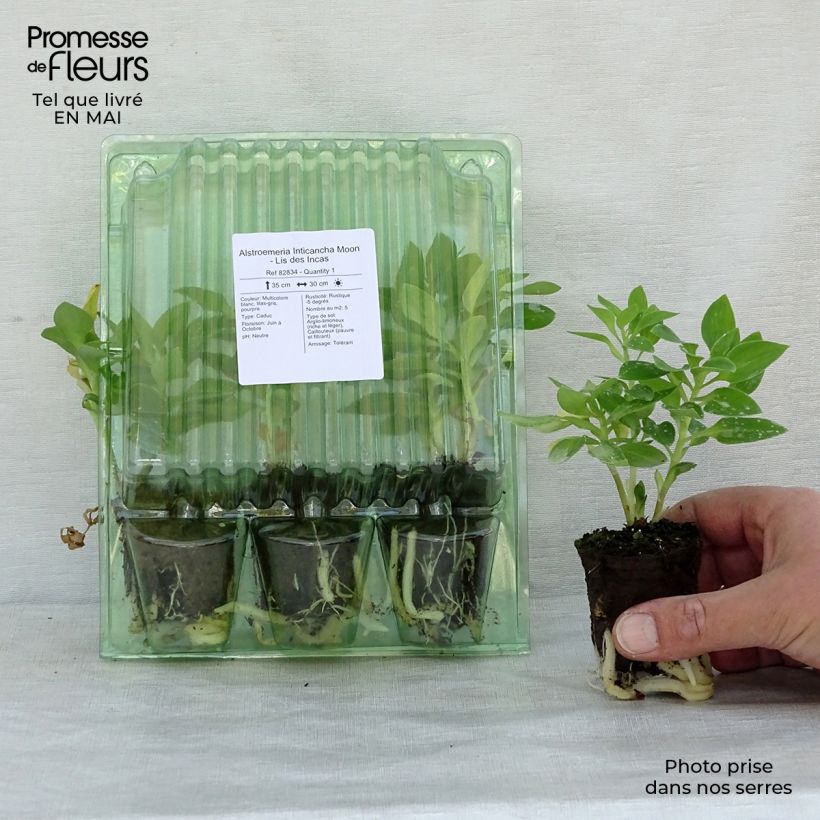 Example of Alstroemeria Inticancha Moon - Incalelie Wortelkluit van 4 cm x 4,5 cm as you get in printemps