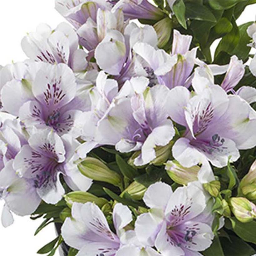 Alstroemeria Inticancha Moon - Incalelie (Flowering)
