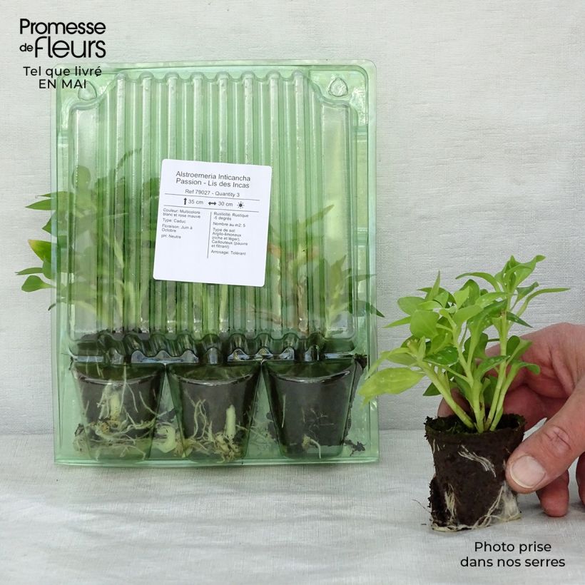 Exemplaar van Alstroemeria Inticancha Passion - Incalelie Wortelkluit van 4 cm x 4,5 cm zoals geleverd in de lente