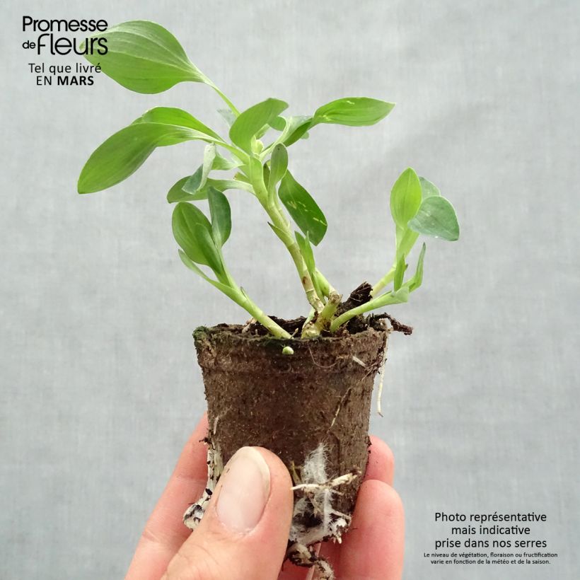 Example of Alstroemeria Inticancha Red - Incalelie Wortelkluit van 4 cm x 4,5 cm as you get in printemps