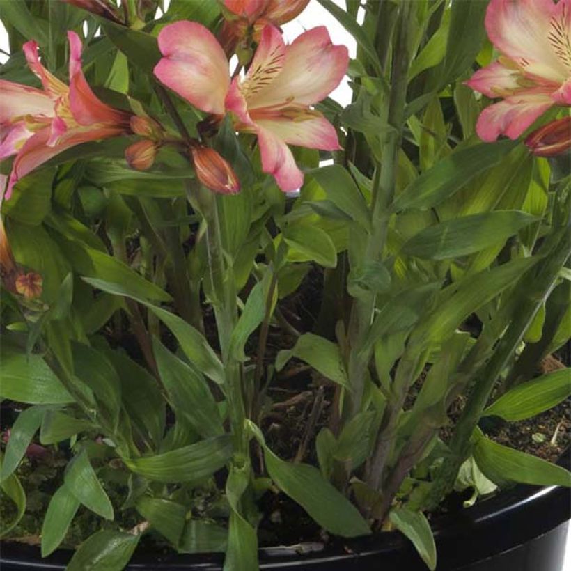 Alstroemeria Summer Break - Incalelie (Blad)