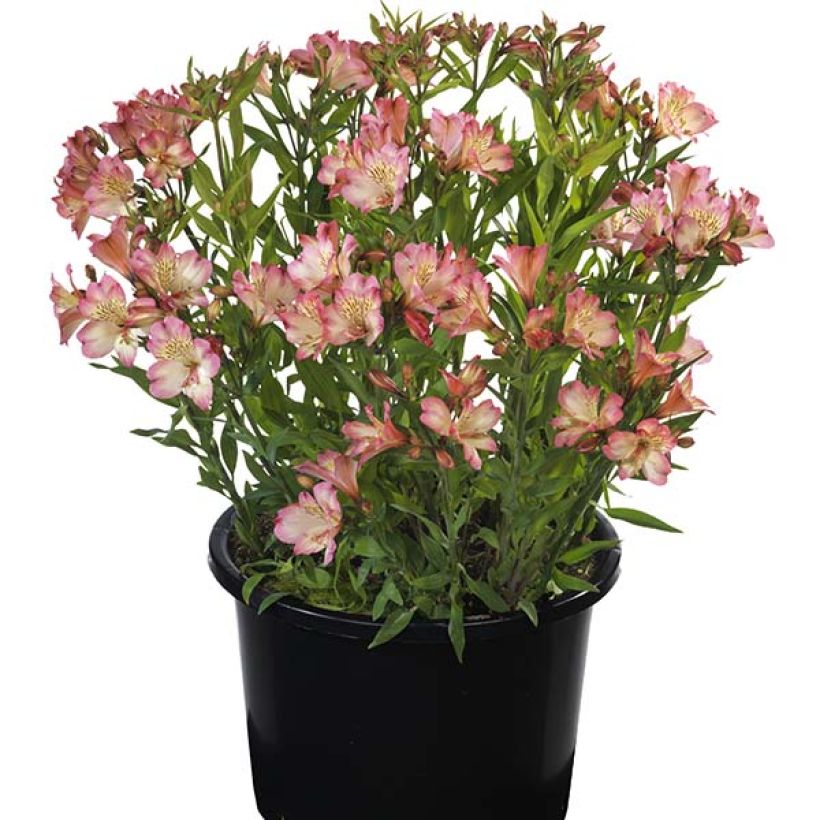 Alstroemeria Summer Break - Incalelie (Groeiplaats)