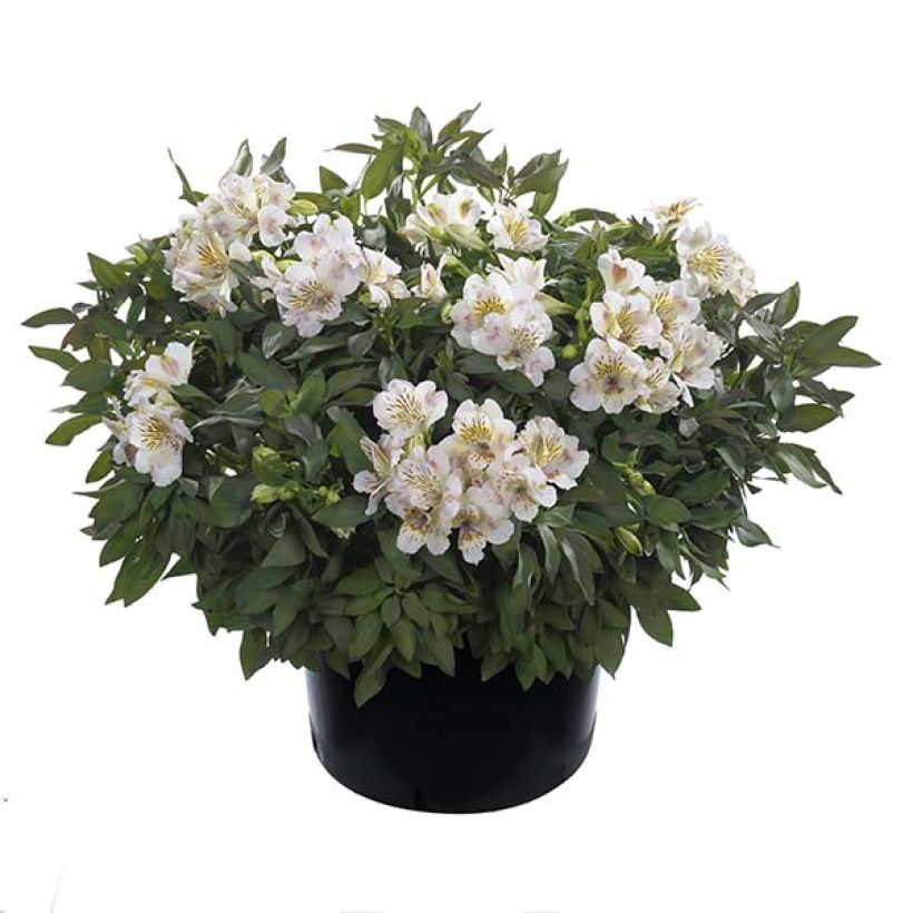 Alstroemeria Summer Paradise Time Valley - Incalelie (Groeiplaats)