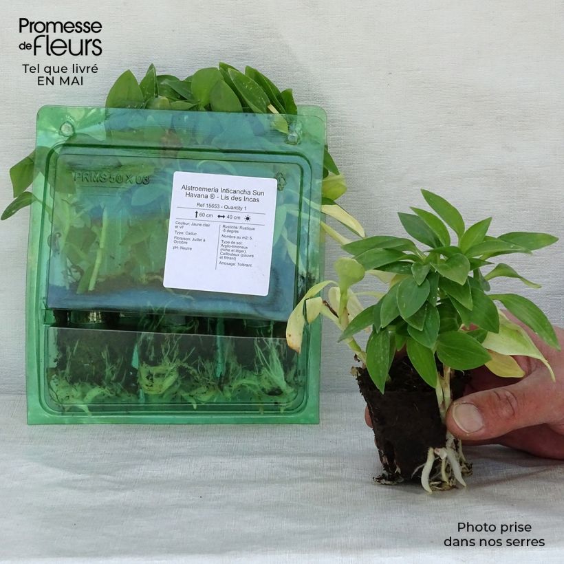 Exemplaar van Alstroemeria Inticancha Sun Havana - Incalelie Wortelkluit van 4 cm x 4,5 cm zoals geleverd in de lente