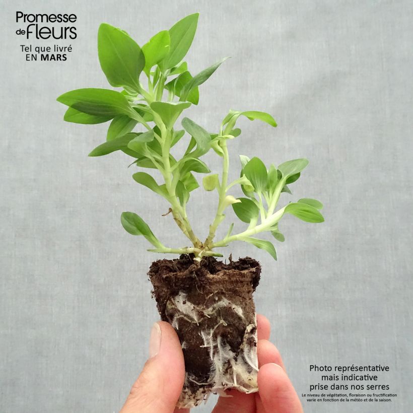 Exemplaar van Alstroemeria Inticancha Sun Malaga - Incalelie Wortelkluit van 4 cm x 4,5 cm zoals geleverd in de lente