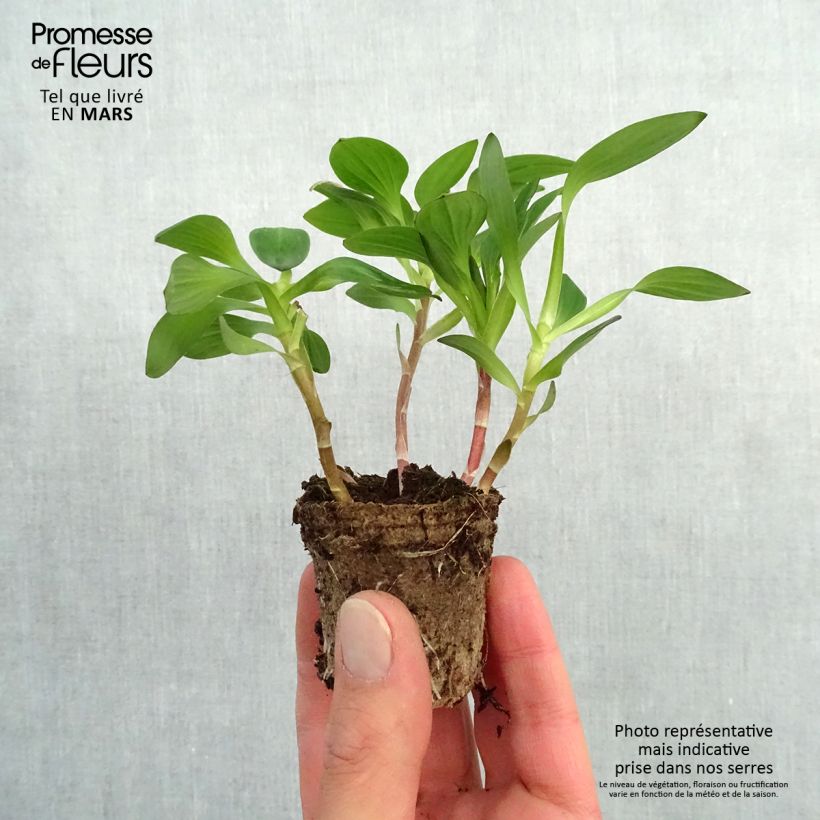 Exemplaar van Alstroemeria Inticancha White Pink Blush - Incalelie Wortelkluit van 4 cm x 4,5 cm zoals geleverd in de lente