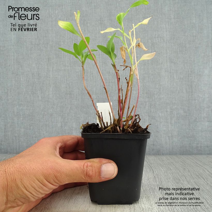 Exemplaar van Alstroemeria Mars - Incalelie Kweekpotje van 8/9 cm zoals geleverd in de herfst
