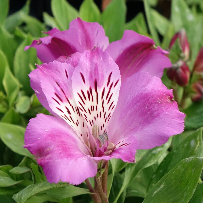 Alstroemeria Pitchounes Lucas - Incalelie (Bloei)