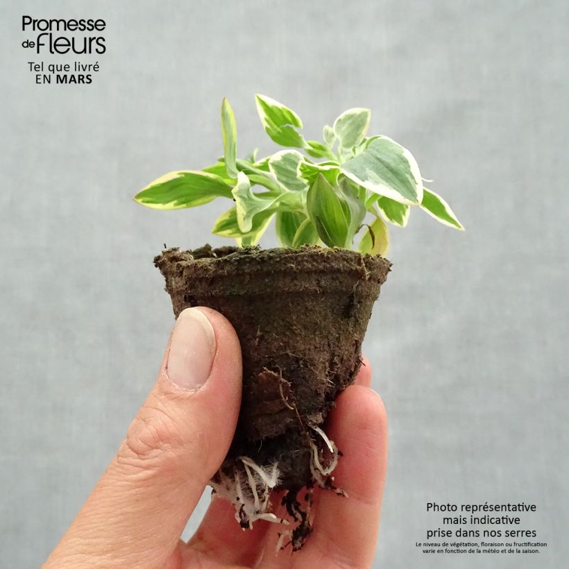 Exemplaar van Alstroemeria River Valley - Incalelie Wortelkluit van 4 cm x 4,5 cm zoals geleverd in de lente