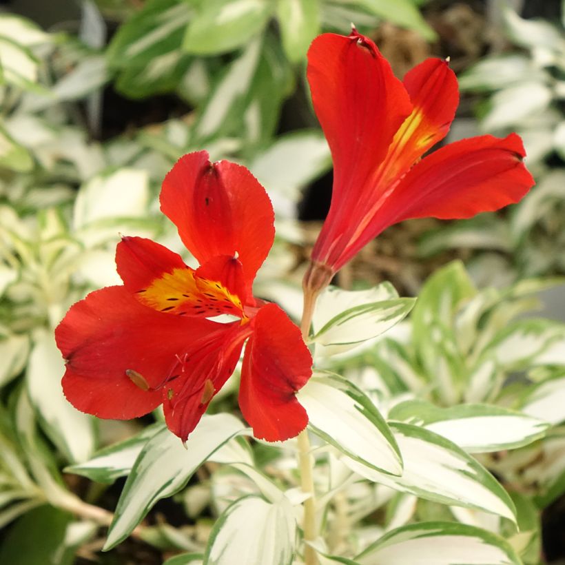 Alstroemeria Rockn roll - Incalelie (Bloei)