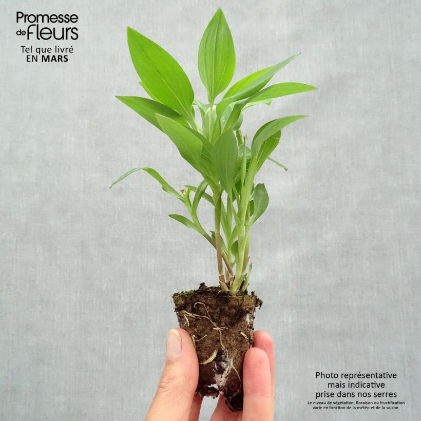 Exemplaar van Alstroemeria Summer Break - Incalelie Wortelkluit van 4 cm x 4,5 cm zoals geleverd in de lente