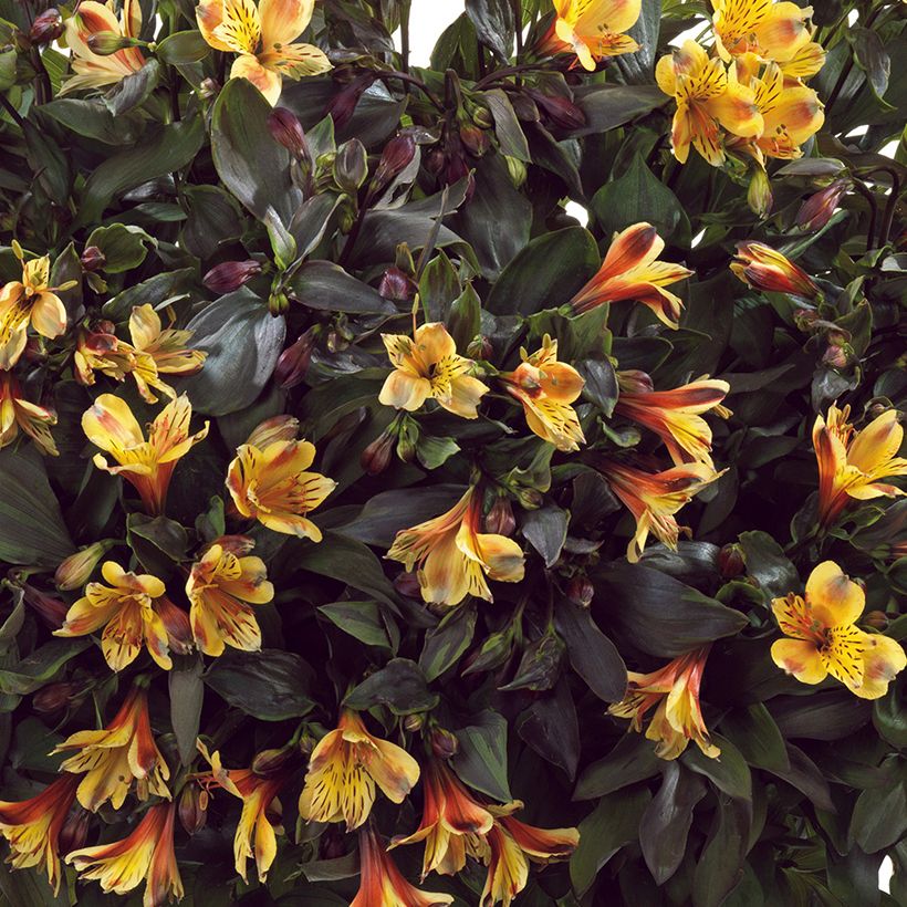 Alstroemeria Summer Breeze - Incalelie (Bloei)