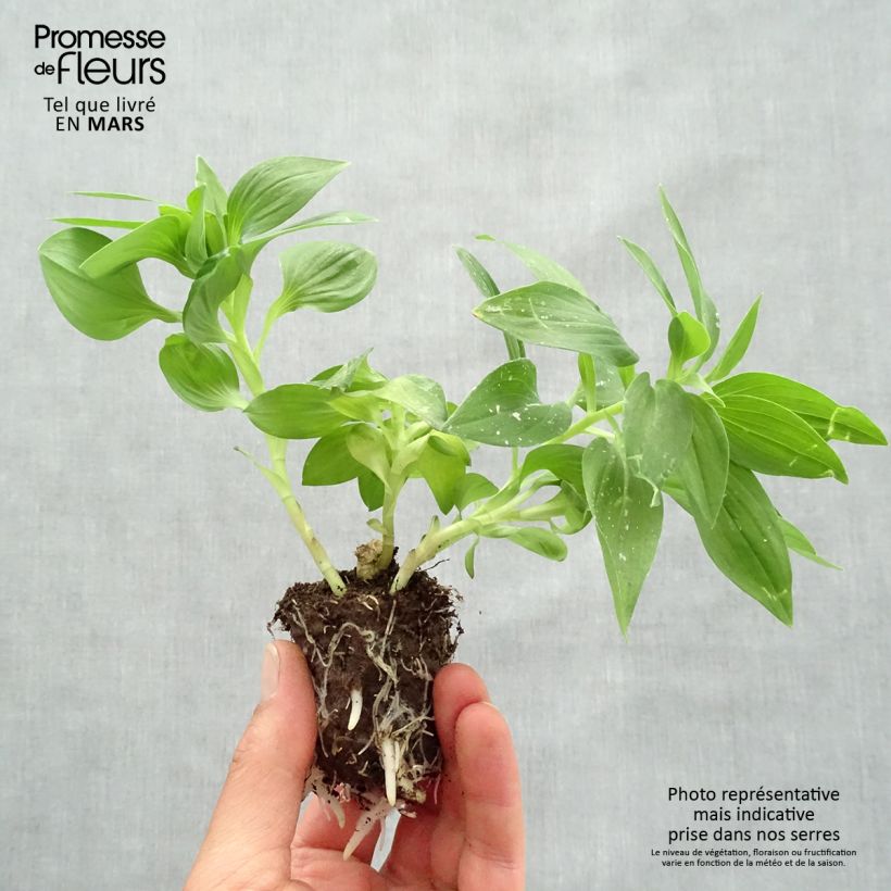 Exemplaar van Alstroemeria Summer Paradise Time Valley - Incalelie Wortelkluit van 4 cm x 4,5 cm zoals geleverd in de lente