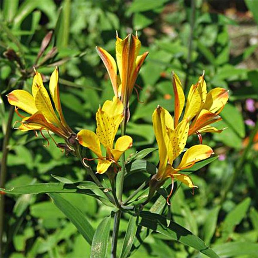 Alstroemeria Sweet Laura - Incalelie (Bloei)