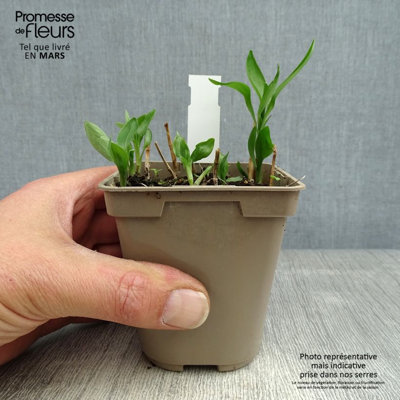 Exemplaar van Alstroemeria Sweet Laura - Incalelie Kweekpotje van 8/9 cm zoals geleverd in de lente