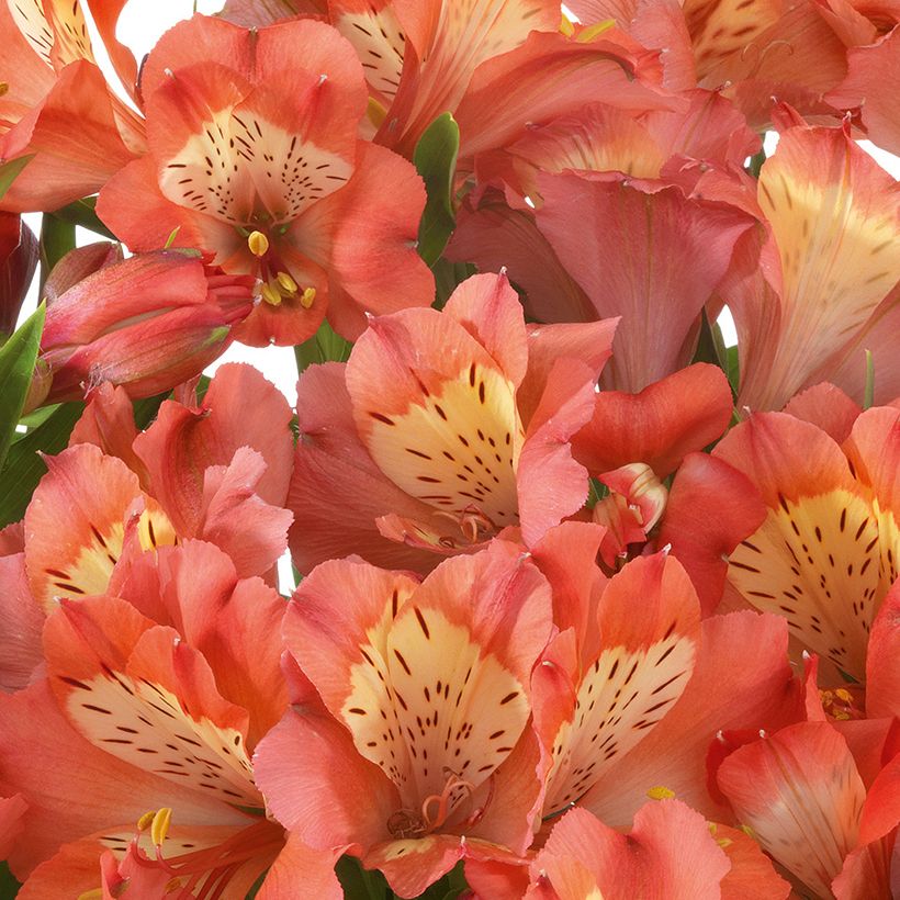 Alstroemeria Valley Girl - Incalelie (Bloei)