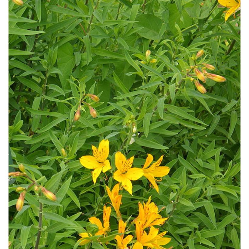 Alstroemeria aurantiaca - Incalelie (Blad)