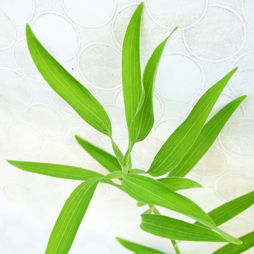 Alstroemeria aurantiaca Orange King - Incalelie (Blad)