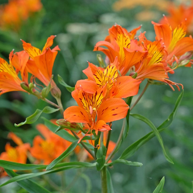 Alstroemeria aurantiaca Orange King - Incalelie (Bloei)