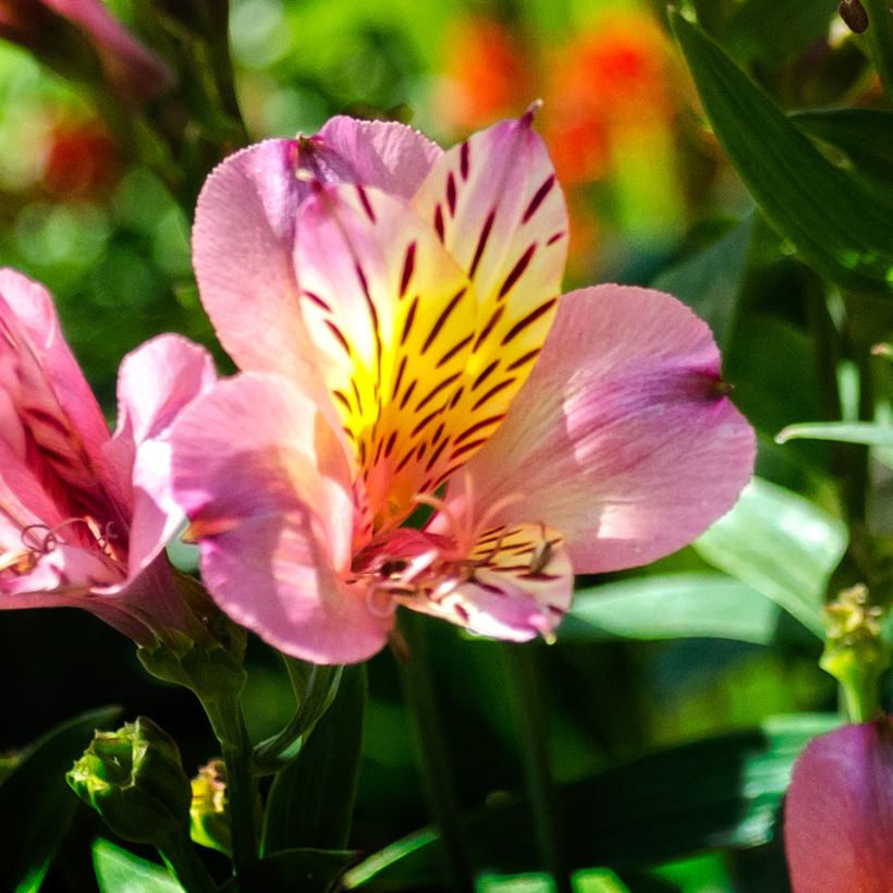 Alstroemeria Ligtu Hybrid - Incalelie (Bloei)