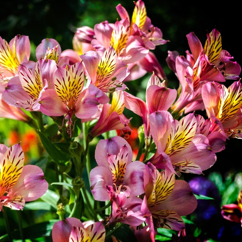 Alstroemeria Ligtu Hybrid - Incalelie (Groeiplaats)