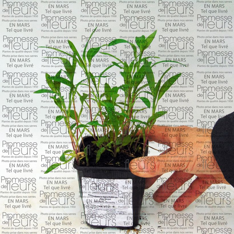 Voorbeeld van een exemplaar van Alstroemeria Ligtu Hybrid - Incalelie Kweekpotje van 8/9 cm zoals geleverd