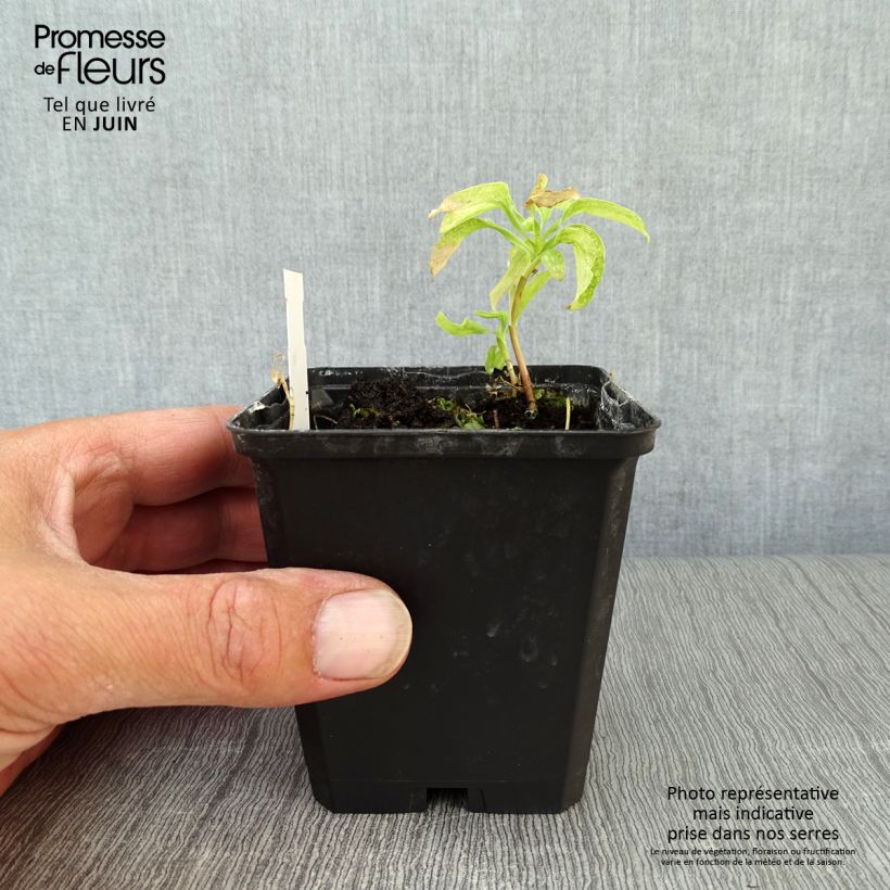 Exemplaar van Alstroemeria psittacina - Incalelie Kweekpotje van 8/9 cm zoals geleverd in de zomer