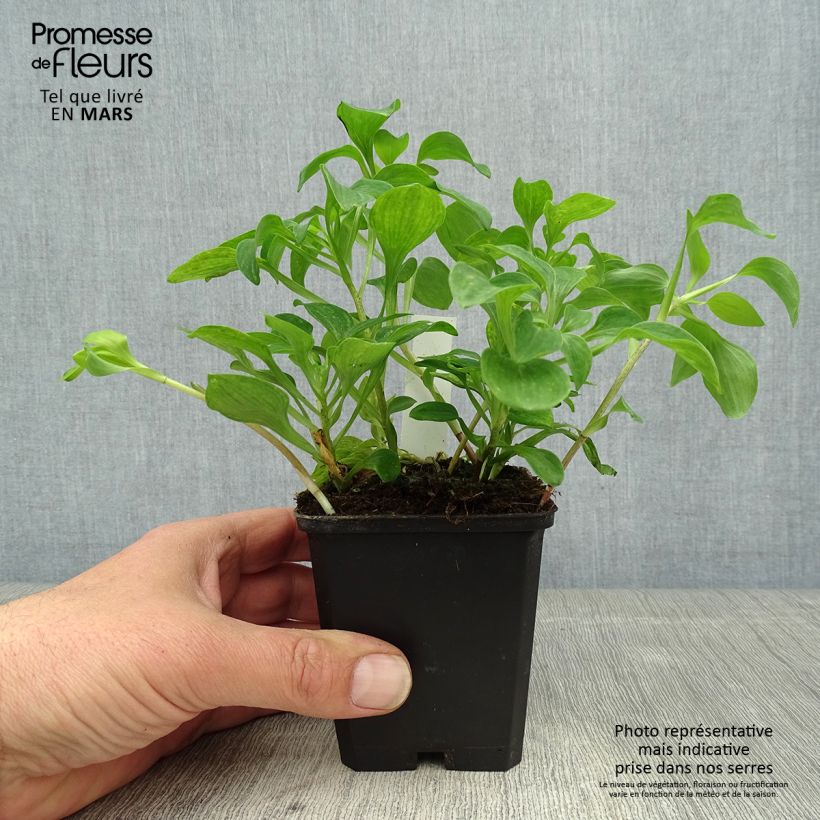 Exemplaar van Alstroemeria psittacina - Incalelie Kweekpotje van 8/9 cm zoals geleverd in de lente