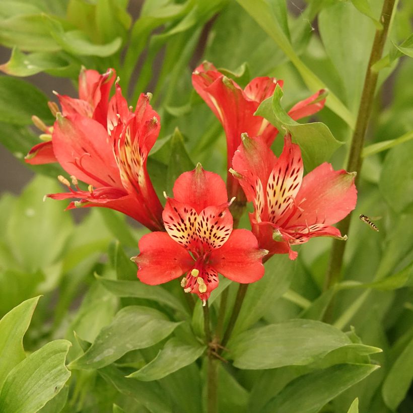 Alstroemeria Duc d'Anjou Louis - Incalelie (Bloei)