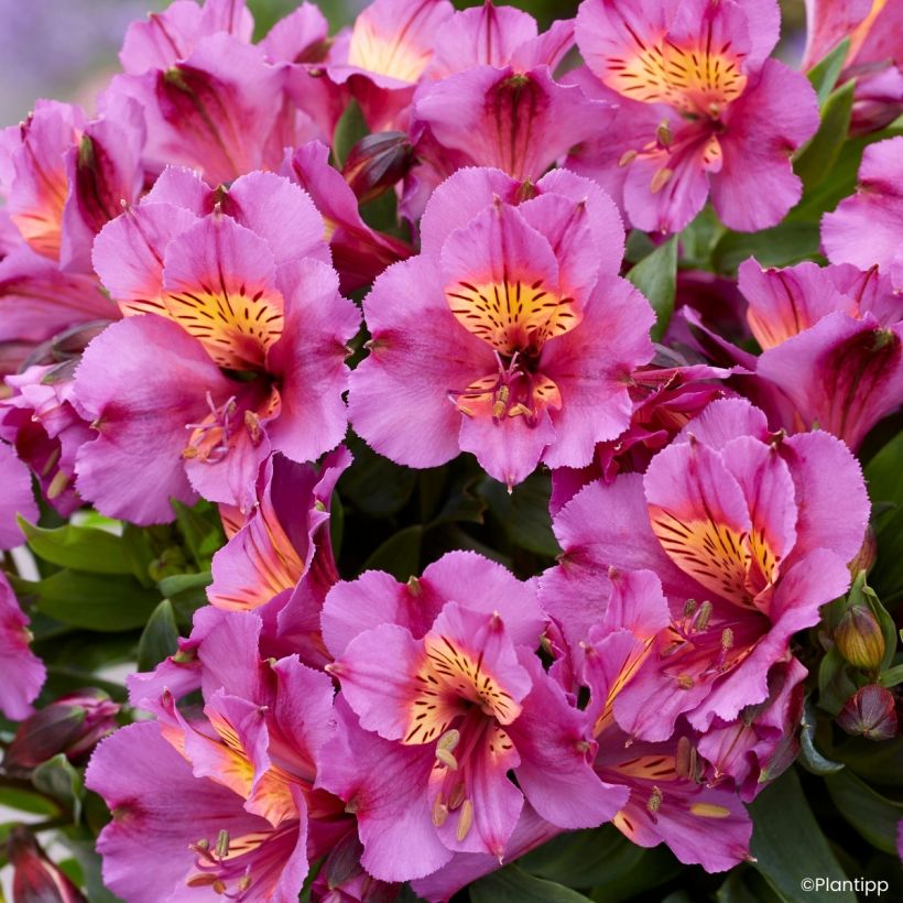 Alstroemeria Incalys Purple - Incalelie (Bloei)