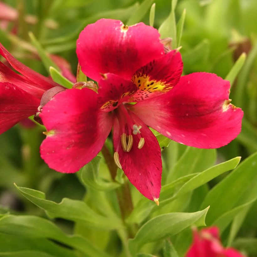 Alstroemeria Pitchounes Rosie - Incalelie (Bloei)
