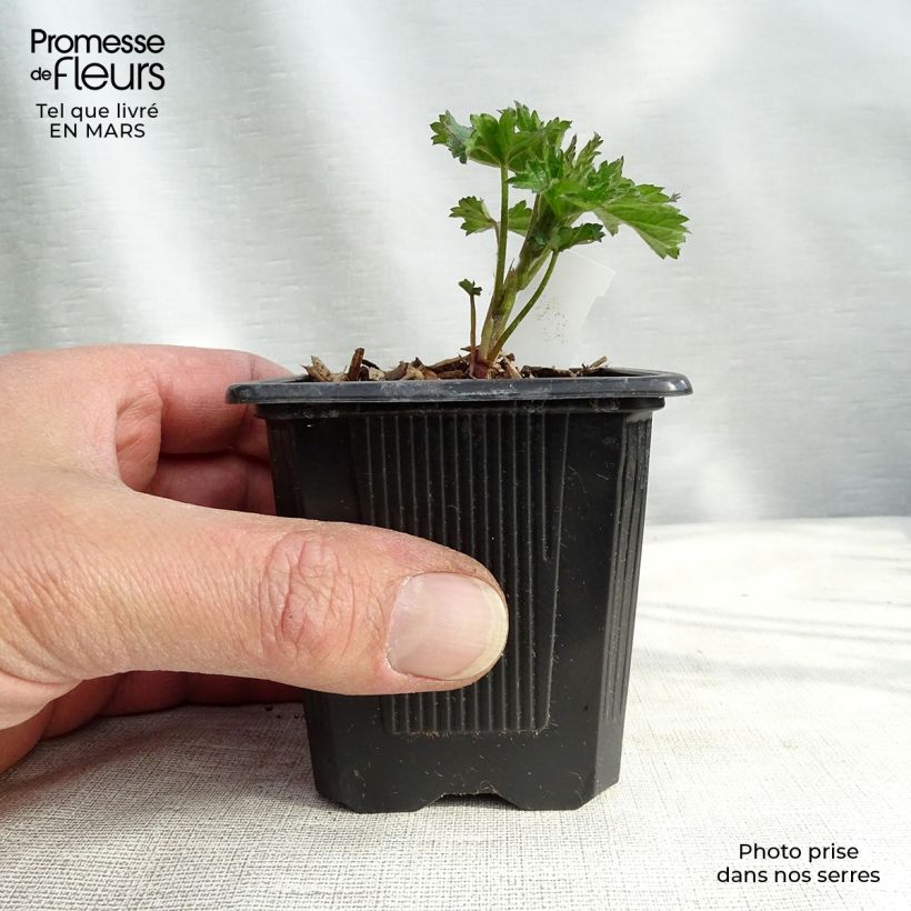 Exemplaar van Althaea cannabina - Hennepbladstokroos Kweekpotje van 8/9 cm zoals geleverd in de lente