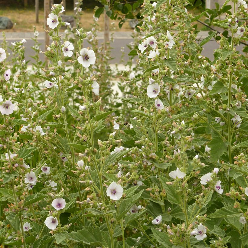 Althaea officinalis - Heemst (Groeiplaats)