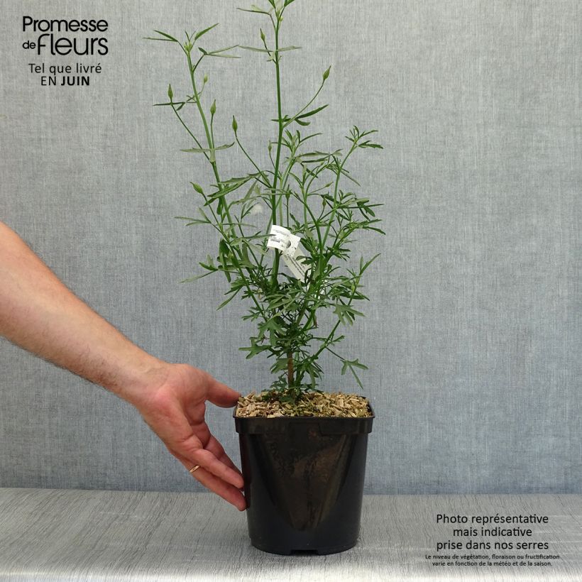 Exemplaar van Alyogyne Delightfully - Australische hibiscus Pot van 4 l/5 l zoals geleverd in de zomer