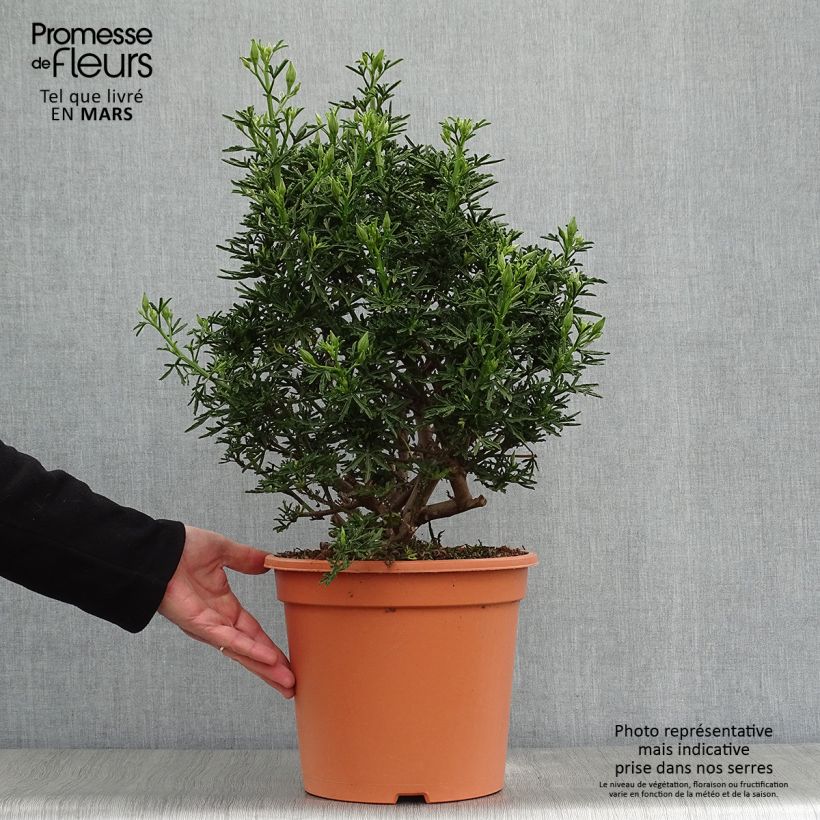 Example of Alyogyne cuneiformis - Australische hibiscus Pot van 3 l/4 l as you get in printemps