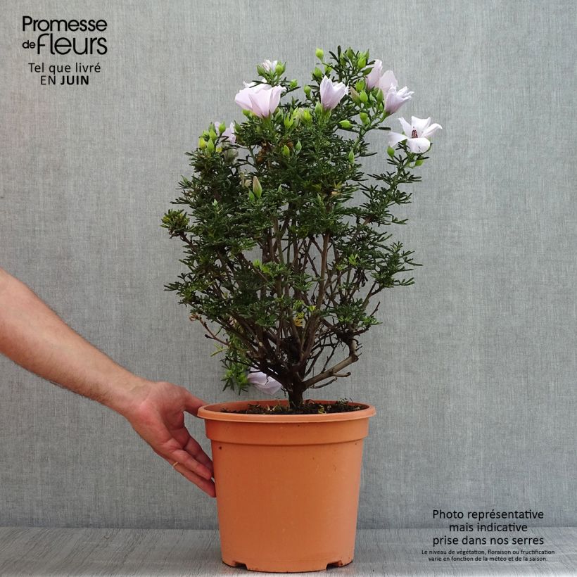 Exemplaar van Alyogyne cuneiformis - Australische hibiscus Pot van 3 l/4 l zoals geleverd in de zomer