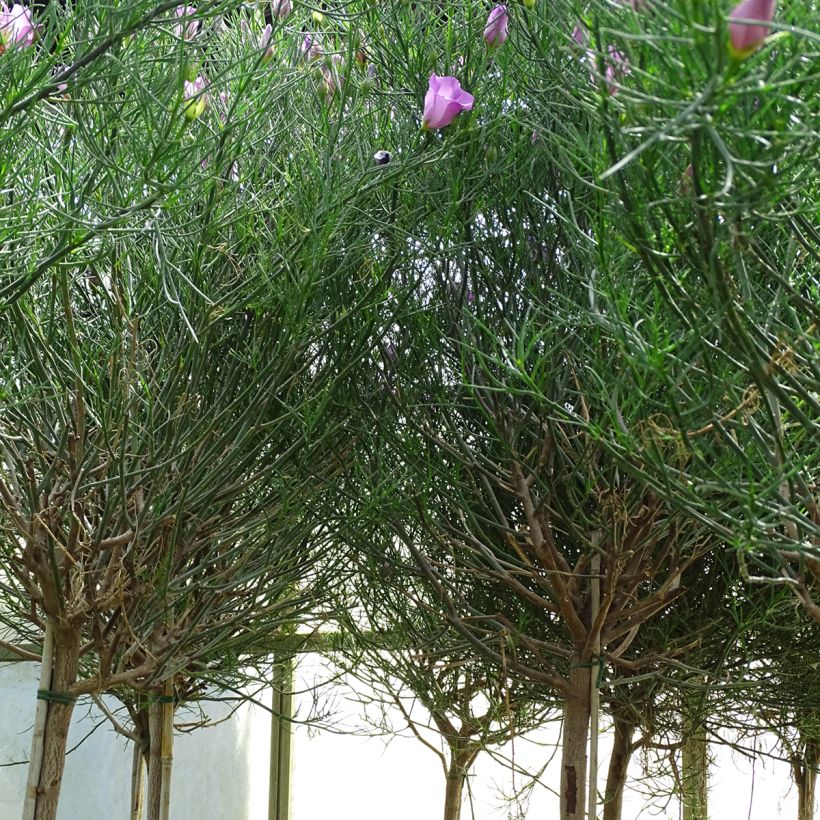 Alyogyne hakeifolia Melissa Anne - Australische hibiscus (Groeiplaats)