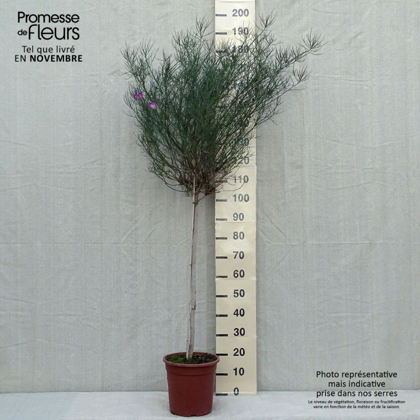 Exemplaar van Alyogyne hakeifolia Melissa Anne - Australische hibiscus Pot van 7,5 l/10 l zoals geleverd in de herfst